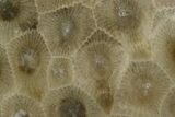 Polished Petoskey Stone (Fossil Coral) - Michigan #131064-1